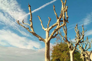 Entreprise étêtage d’arbre à Sainte-Margueritte