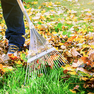 Ramassage de feuilles et entretien de pelouse par nos experts